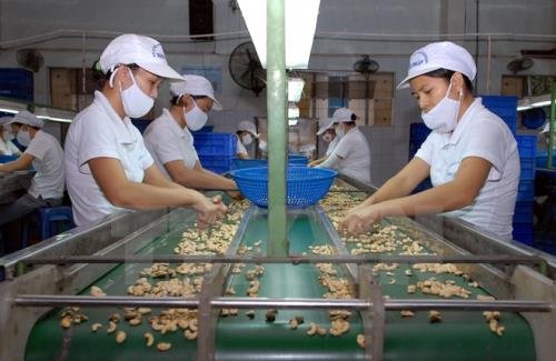 Băng Tải Hạt Điều